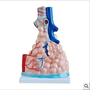 Alveolar enlargement model Alveoli display model medical teaching model lung tissue structure