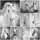 Алмазная живопись 5D с изображением лошади Стразы сделай сам, полное Алмазная вышивка с черно-белыми животными, украшение для дома