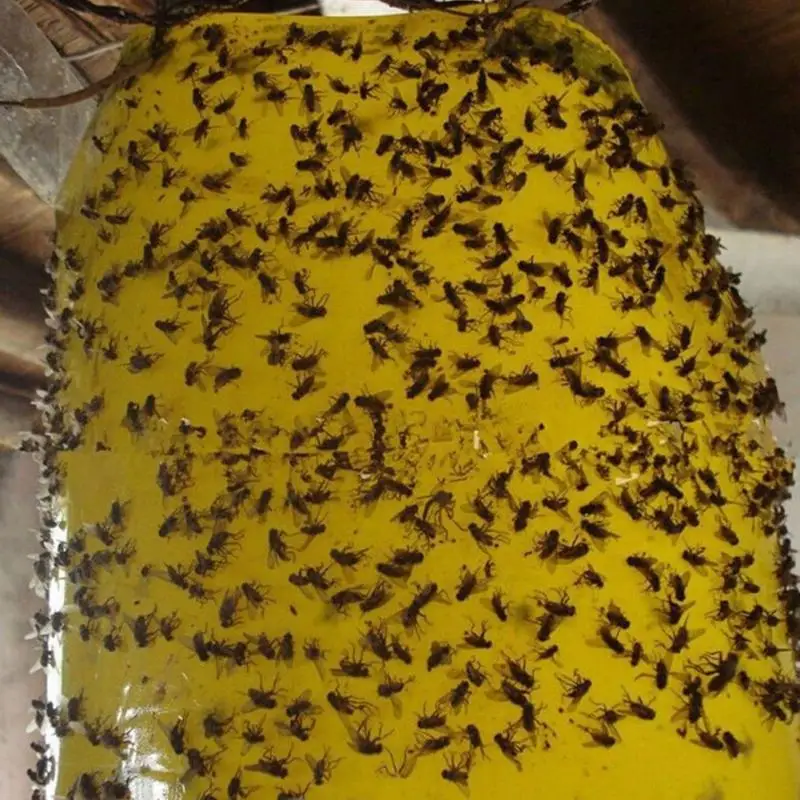 5 шт. сильные фруктовые Fly ловушки насекомых желтый липкая ловушка для борьбы с