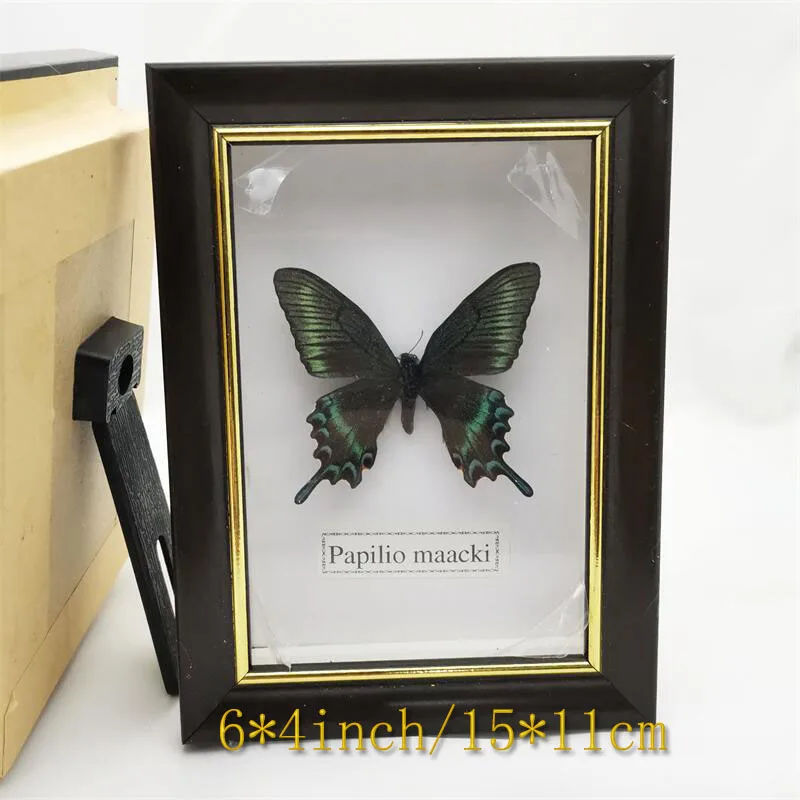 Spread Wings Butterfly Real Specimens Photo Frame Indoor Decoration Home Decorations Insect Sample Figurines Desk Decor | Дом и сад
