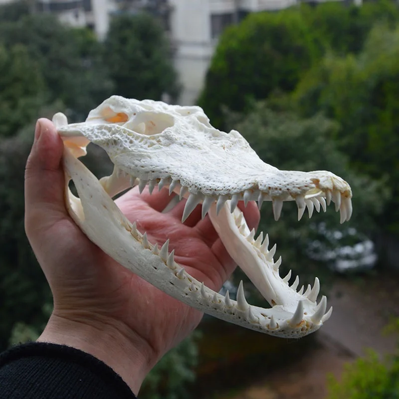 

High-quality "1 piece of real Siamese crocodile skull biological specimen animal 20-31cm/8" "-12" "(from the farm)"
