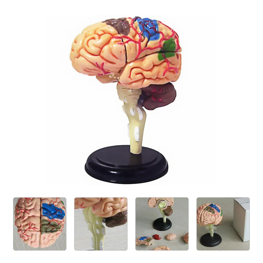 

Health Gear Human Brain Model Anatomical Brain Model for Science Class