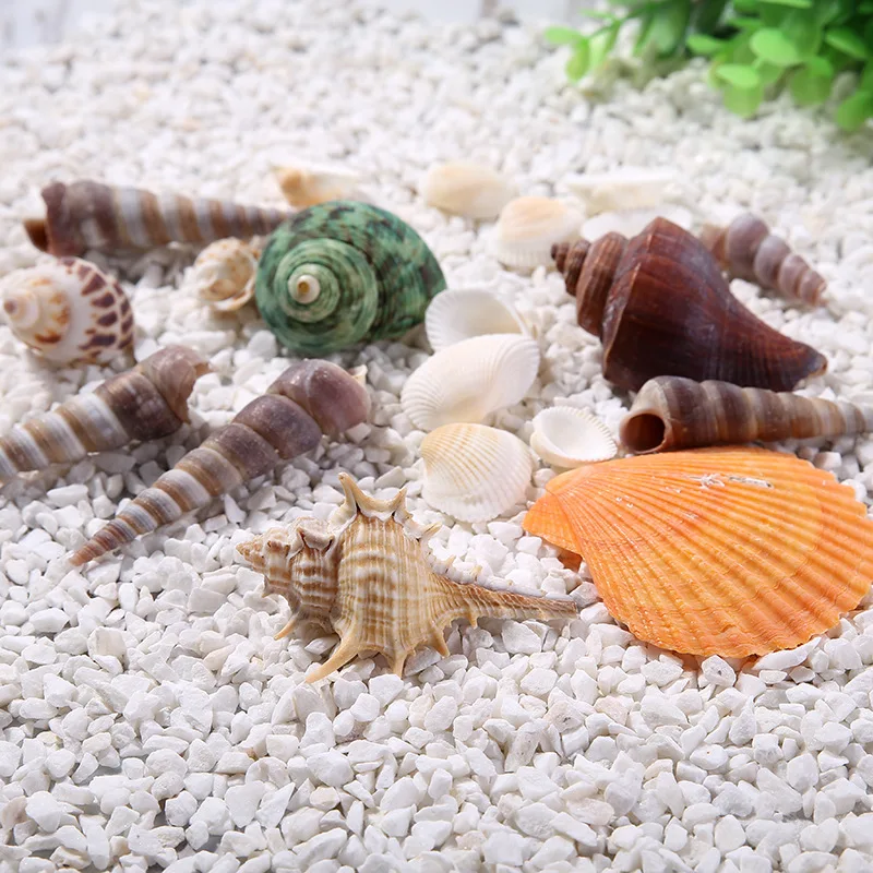 Ландшафтные украшения естественные ракушки Conch подарок аксессуары для аквариума
