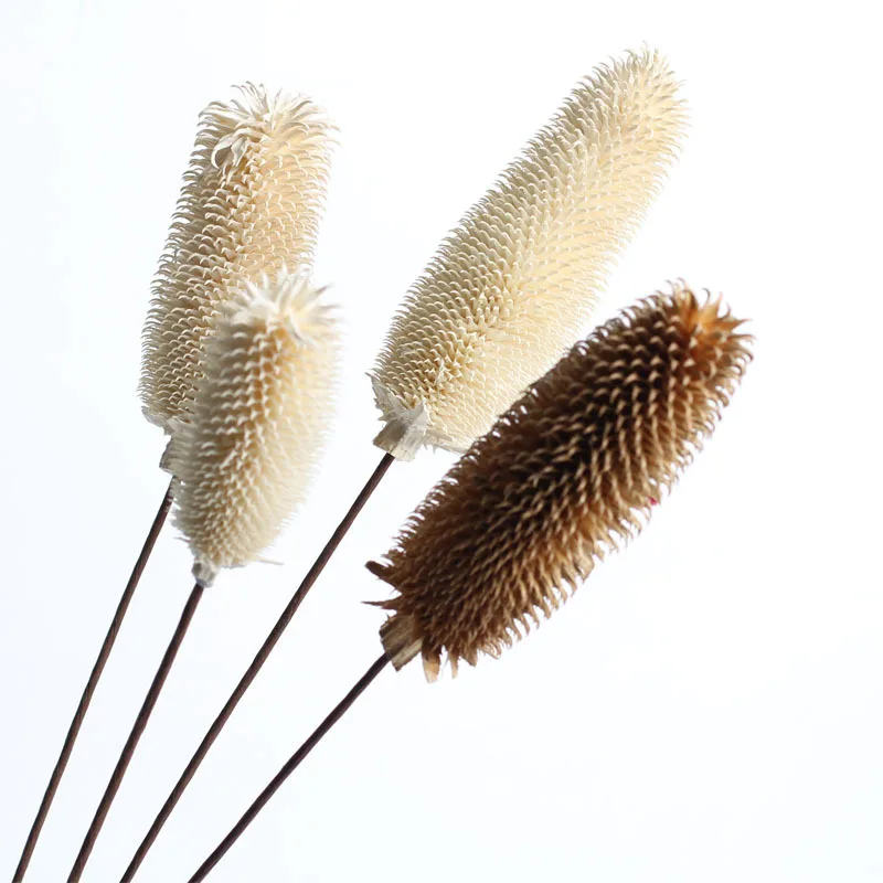 

Natural Dried Flowers Lamao Fruits Real Plants Dipsacus Sativus Flower Handmade Christmas Wedding Home Decoration Dekoration