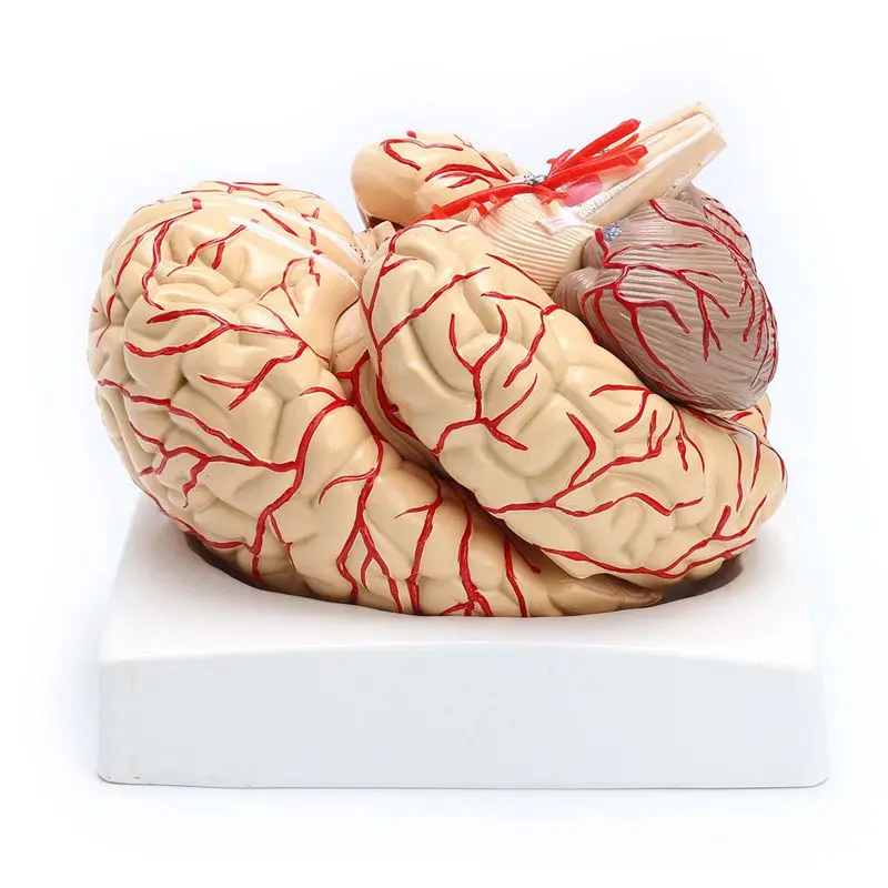1: 1 Life Size Human Anatomical Brain Pro Dissection Organ Teaching Model | Канцтовары для офиса и дома