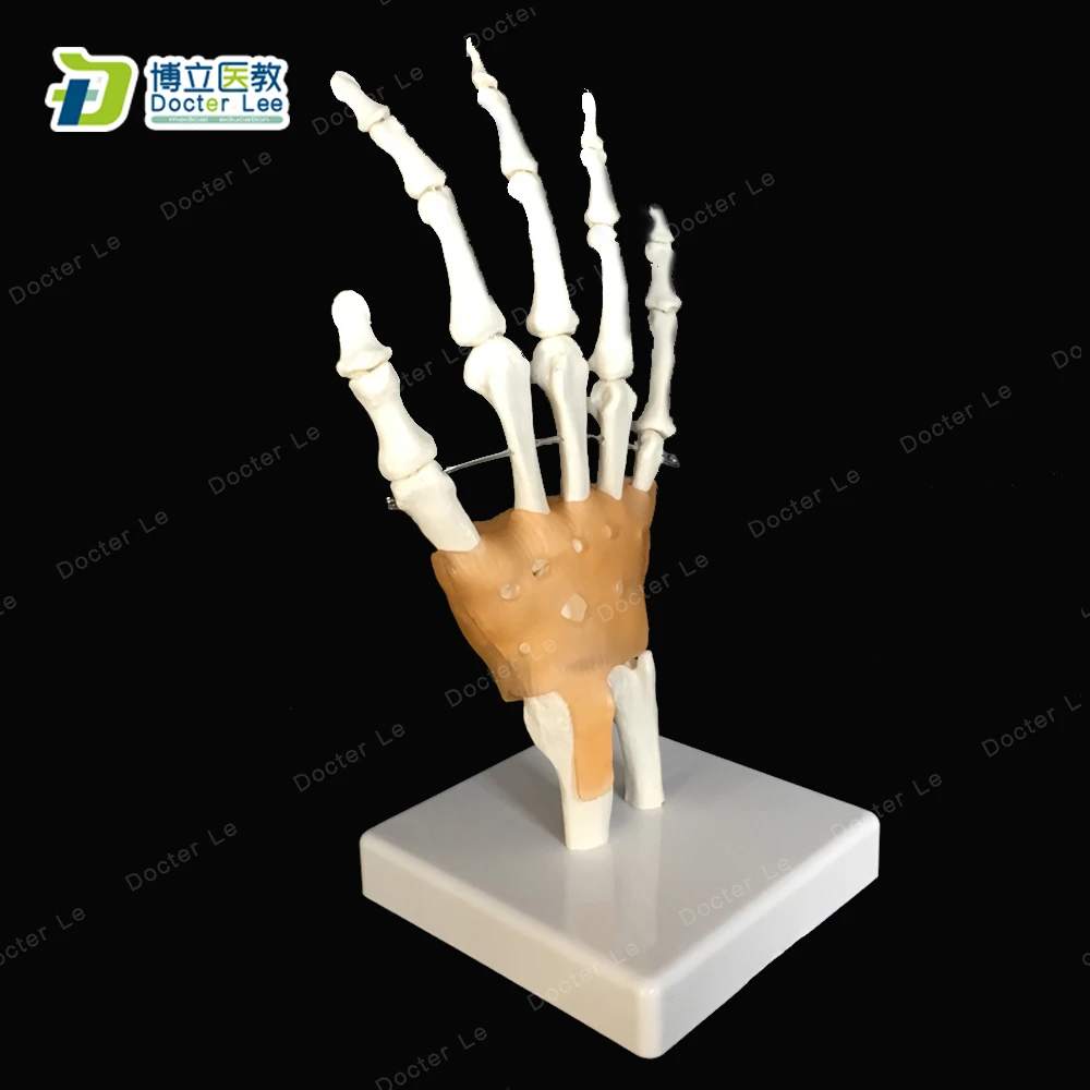 BOLI/модель руки человека с лекарством связка манекен тела сустава Колено модель