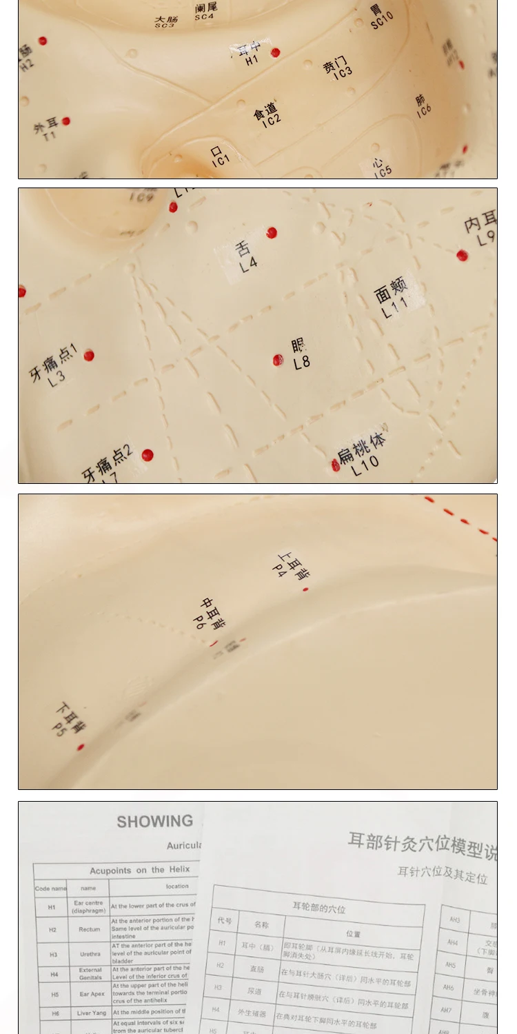 Модель ушной акупунктуры 40 см модель для рефлексотерапии с руководством на