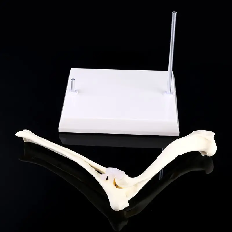 

Dog Canine Elbow Joint Model Veterinary Teaching Research Animal Display Gifts