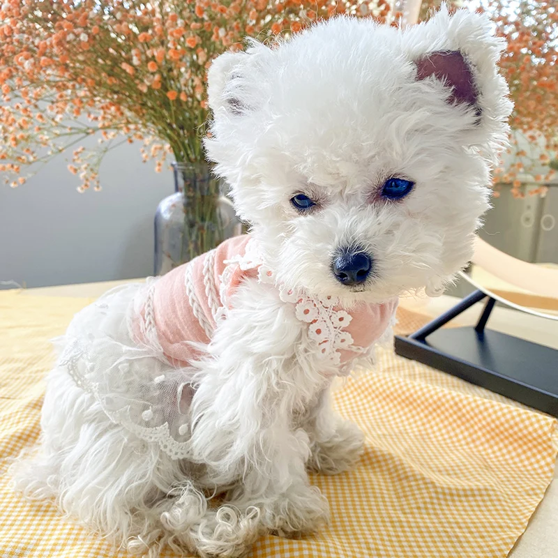 PETCIRCLE одежда с принтом в виде собак твист волна кружевное трикотажное платье для