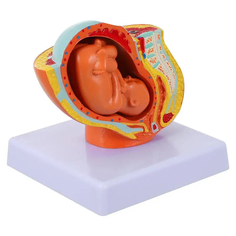 

1pc Full-term Fetus Model Uterine Fetus Model Female Uterine Embryo Model