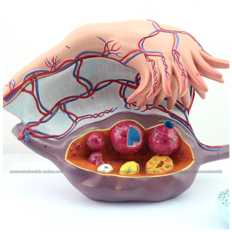 CMAM/12465 ячейки 2 части 5-кратный натуральный размер анатомическая модель для