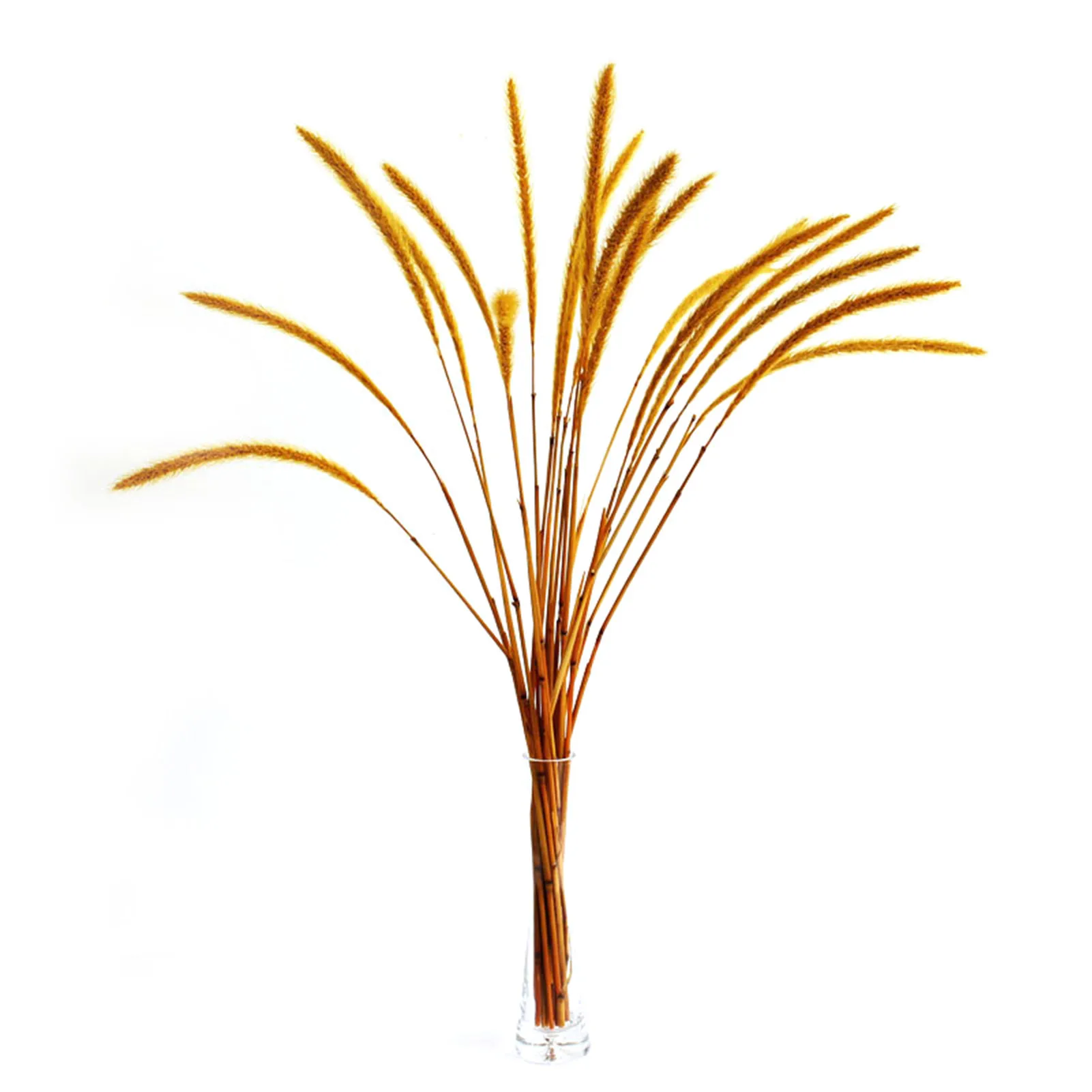 

20pcs Real Natural Dry Flowers Setaria Viridis Decorative Dried Plants Dog's Tail Grass Table Photo Decoration Accessory DFDS889