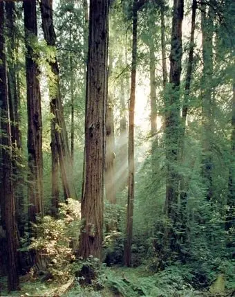 

Natural forest landscape art poster, wall decoration. Metal signs