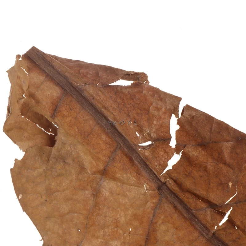 

50pcs Natural Catappa Leaves Almond Leaf Fish Cleaning Treatment Aquarium Tank