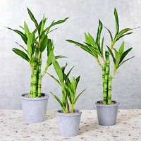 simulation plant green wealthy bamboo office hotel living room desktop decoration fake bamboo with pots home decoration products