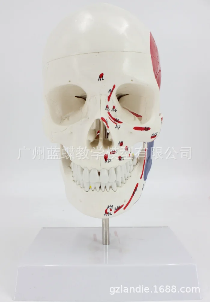 Анатомия человека анатомическая модель скелета череп с цветными костями номер