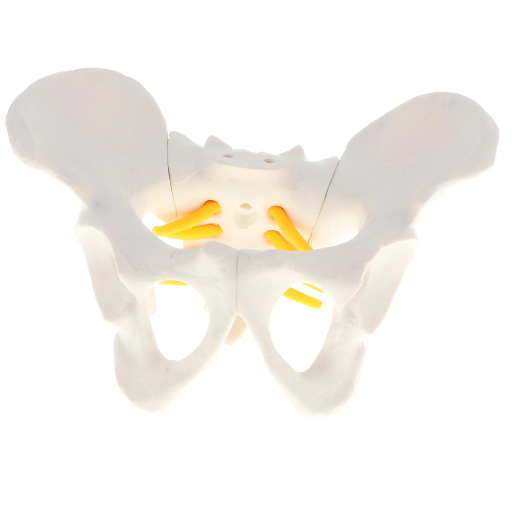 

Female Pelvic Skeleton Anatomical Model, Science Classroom Study Display, Mini Sized