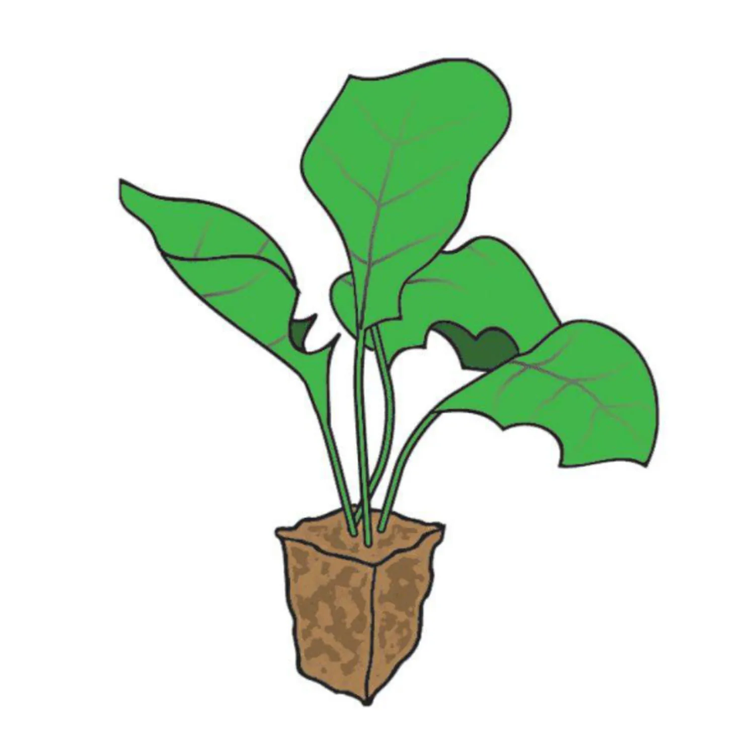 Behogar 50 шт. Rockwool завод стартер для выращивания штекер кубики сада Парниковый Сад