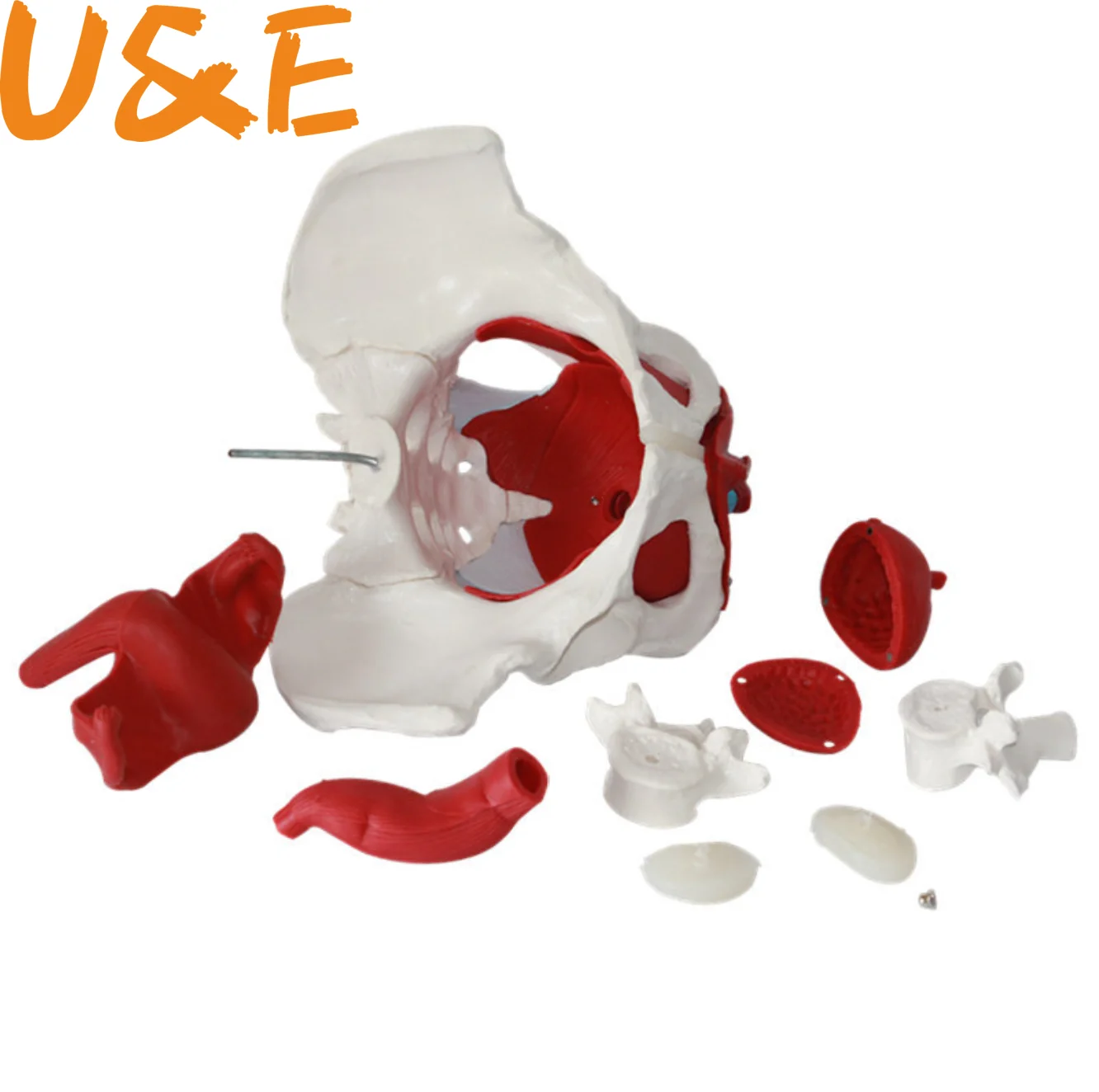 Модель мышц таза дна ватка яичник Обучающие ресурсы принадлежности съемные| |