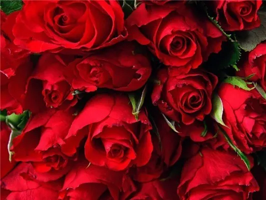 5D DIY Алмазная вышивка цветок роза Вышивка крестом алмазная живопись Домашний