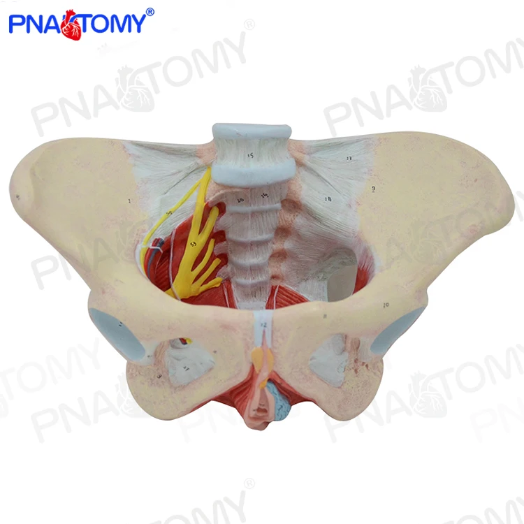 Female Pelvis Model with Pelvic Floor Muscles 1:1 Life Size Human Skeleton Medical Sciences Educational Equipment Anatomical
