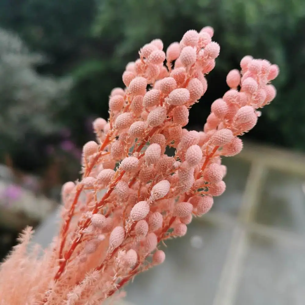 80 г/лот натуральный свежий консервированный коралловый фруктовый цветок