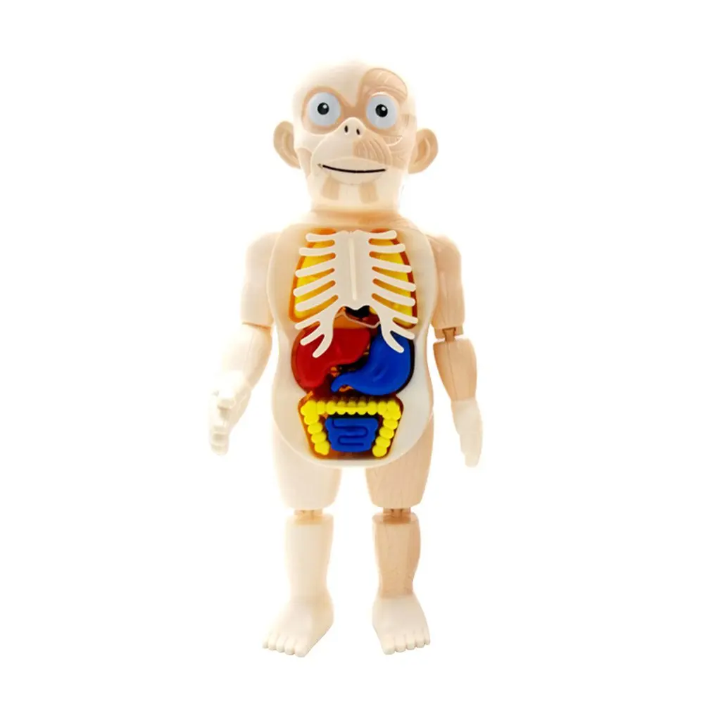 

Montessori 3d puzzle Human Body Anatomy Toy Educational Learning DIY Assembled Toys Kits Body Organ Teaching Tools for children