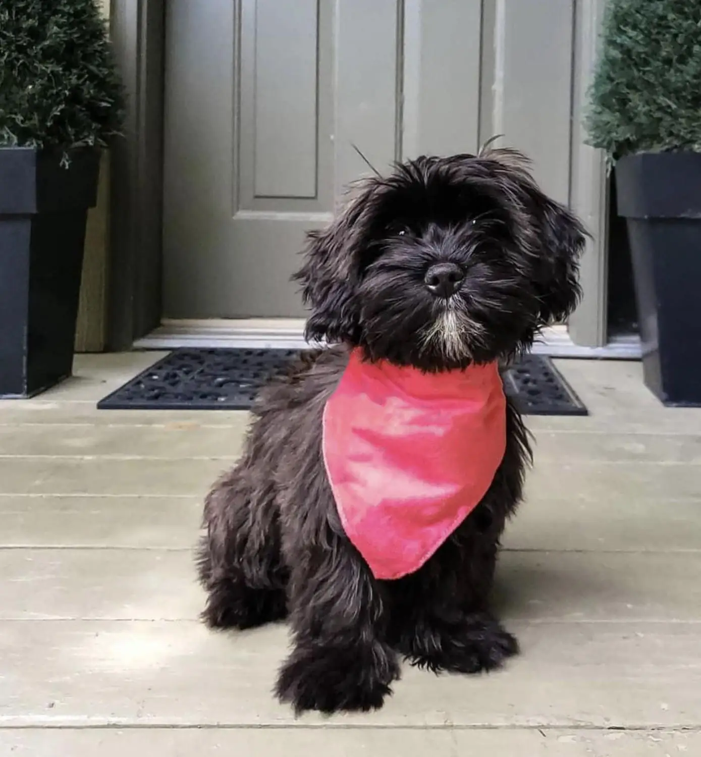 Шарф с галстуком-бабочкой в виде французского бульдога бандана воротник платок