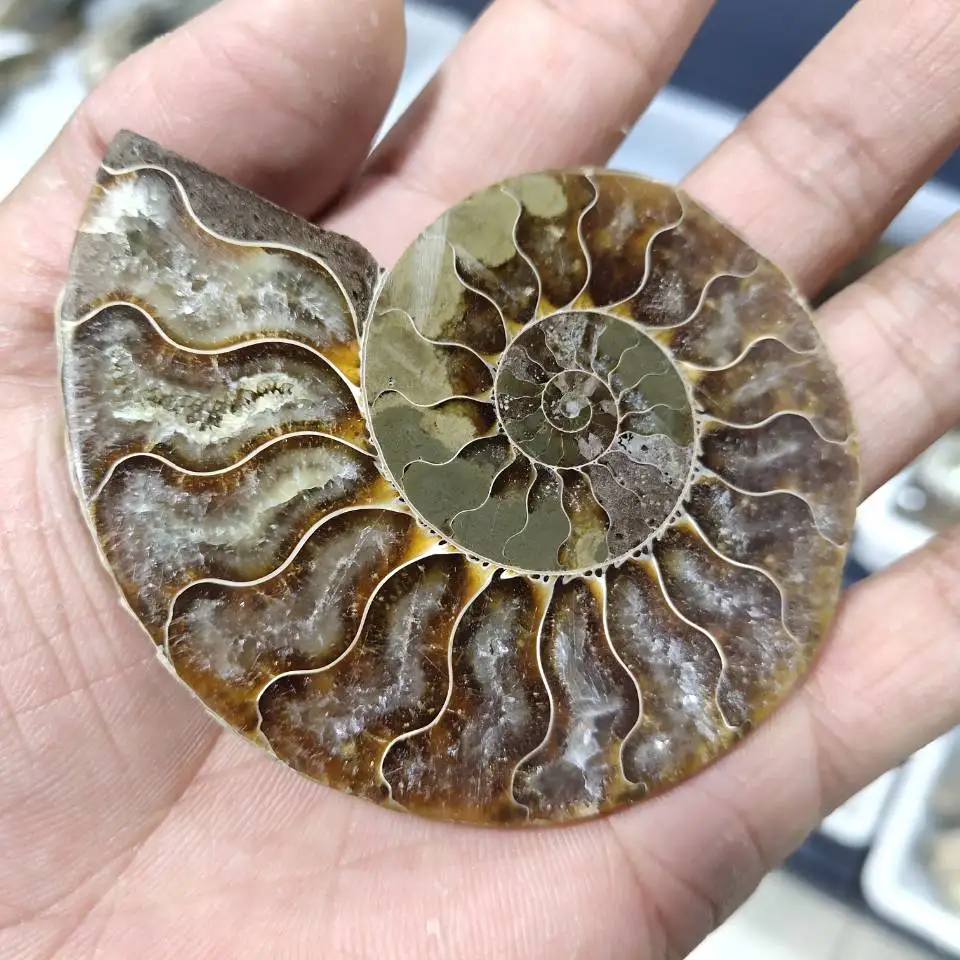 

150-200g Natural Crystal AMMONITE FOSSIL slice stones Shell Specimen Reiki Healing Realistic Rock Quartz minerals Decoration