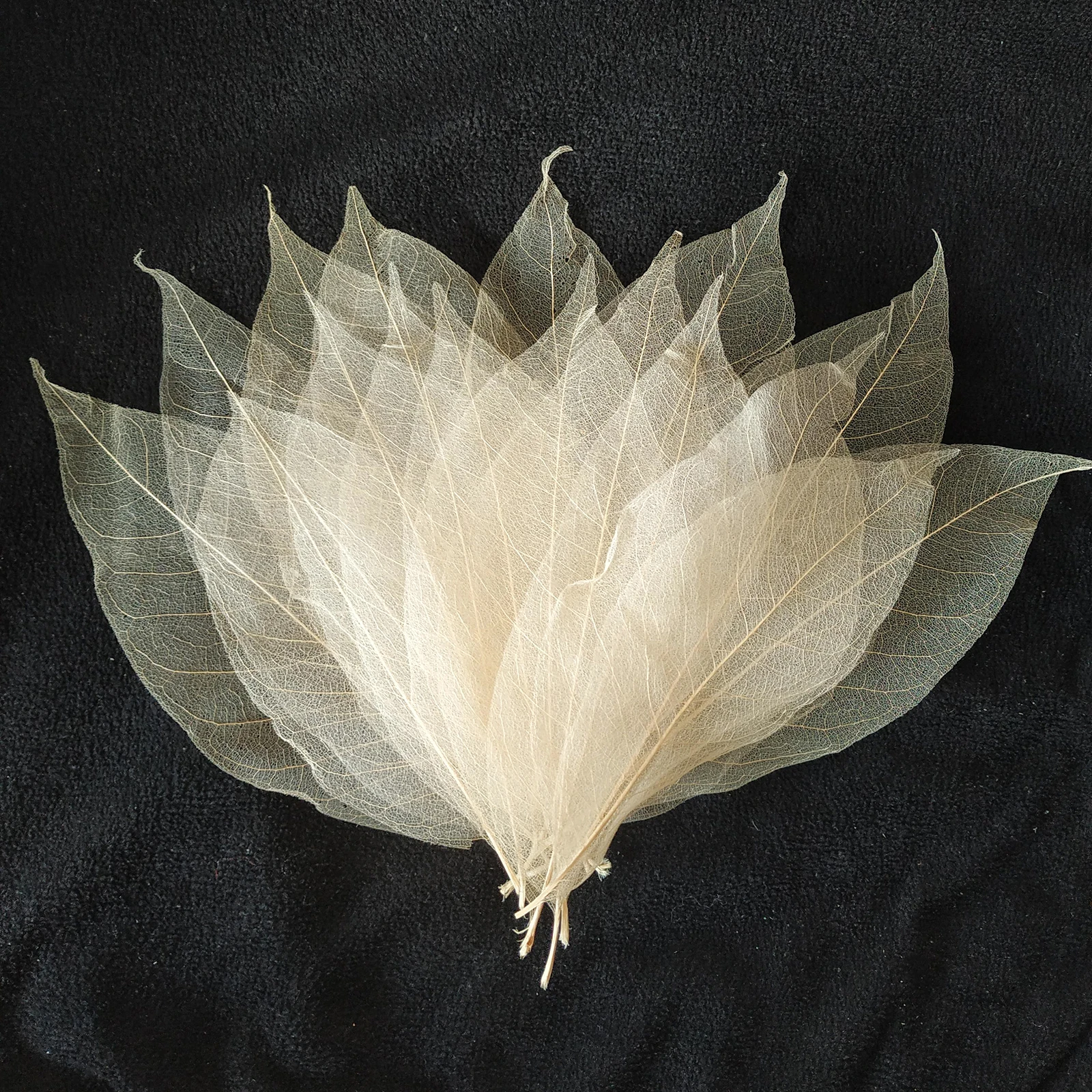 

Natural Rubber Tree Craft Multi Color Skeleton Leaves for DIY Autumn Parties Decoration Embellishment