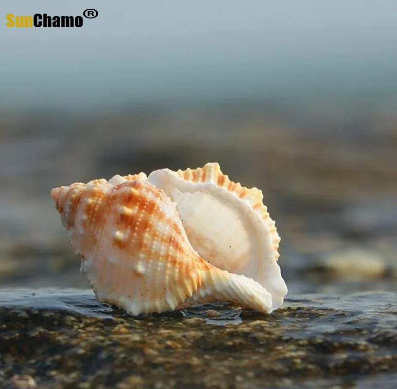 DIY пожелания удача дрейфующая бутылка свернутый Shellfish Hermit краб украшения