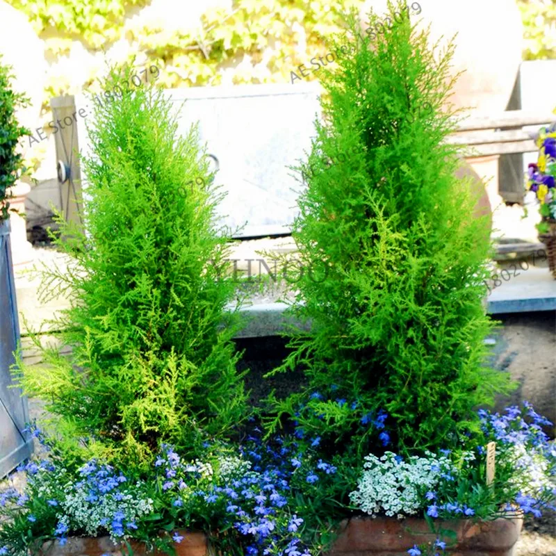105 шт./пакет микрофлора Decussata Minii Сибирский ковер Cypress туи flores бонсай для дома и сада
