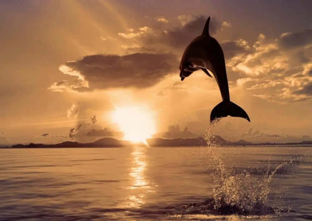 Плакат с дельфином закатом пляжем морским фото Шелковый плакат художественным