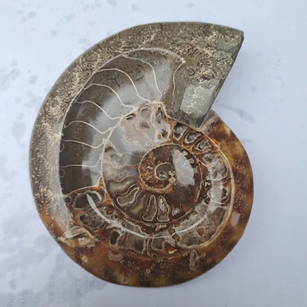 Натуральный аммонит грубый образец ископаемый | Дом и сад