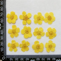 60pcs pressed dried yellow ranunculus japonicus thunb flower plants herbarium for jewelry phone case bookmark postcard craft diy
