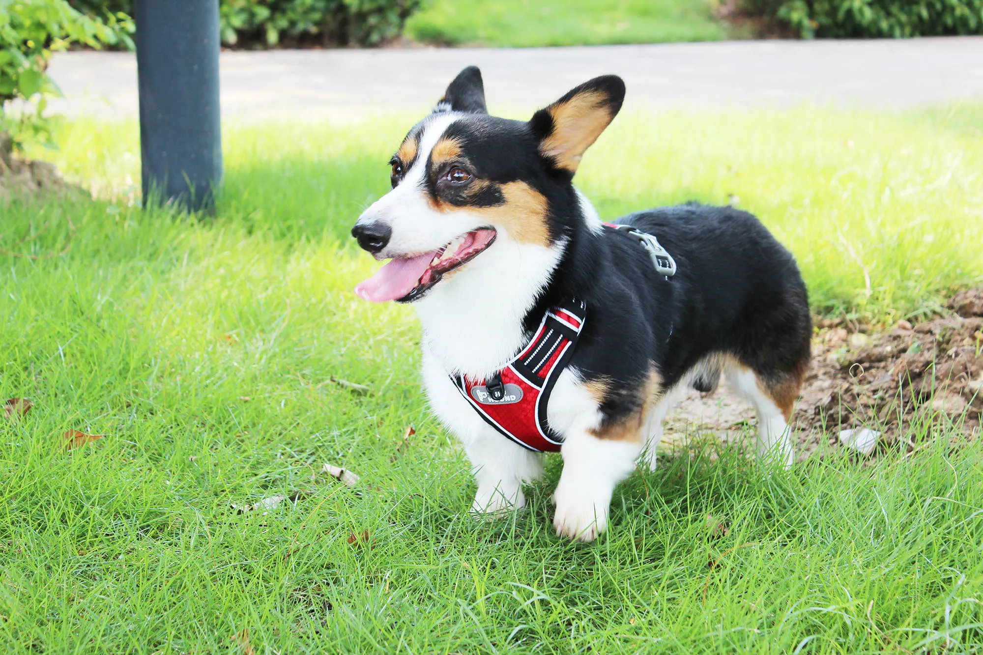 TUFF HOUND товары для домашних животных нейлоновый жилет для собак K9 дышащий и удобный пояс для собак большой маленький бульдог быстросъемный