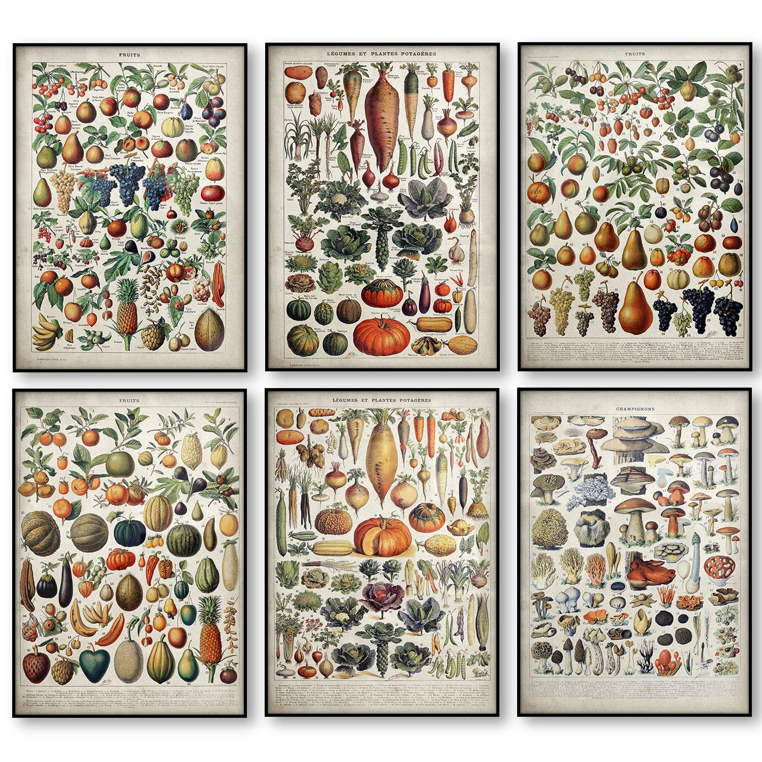 

Vintage Vegetable Fruit Mushroom Poster Canvas Print Antique Wall Art Print Botanical Picture Science Poster Kitchen Decoration