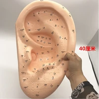 amplification 40cm large medical ear massage acupuncture model ear reflex zone model ear acupuncture point chinese medical model