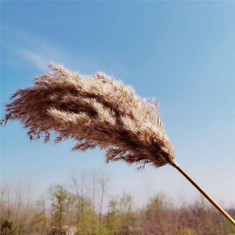 

Natural Big Pampas Grass Dried Flowers Reed Wedding Decoration Valentines Day Gift Dried Bouquet Literary Flower Arrangement