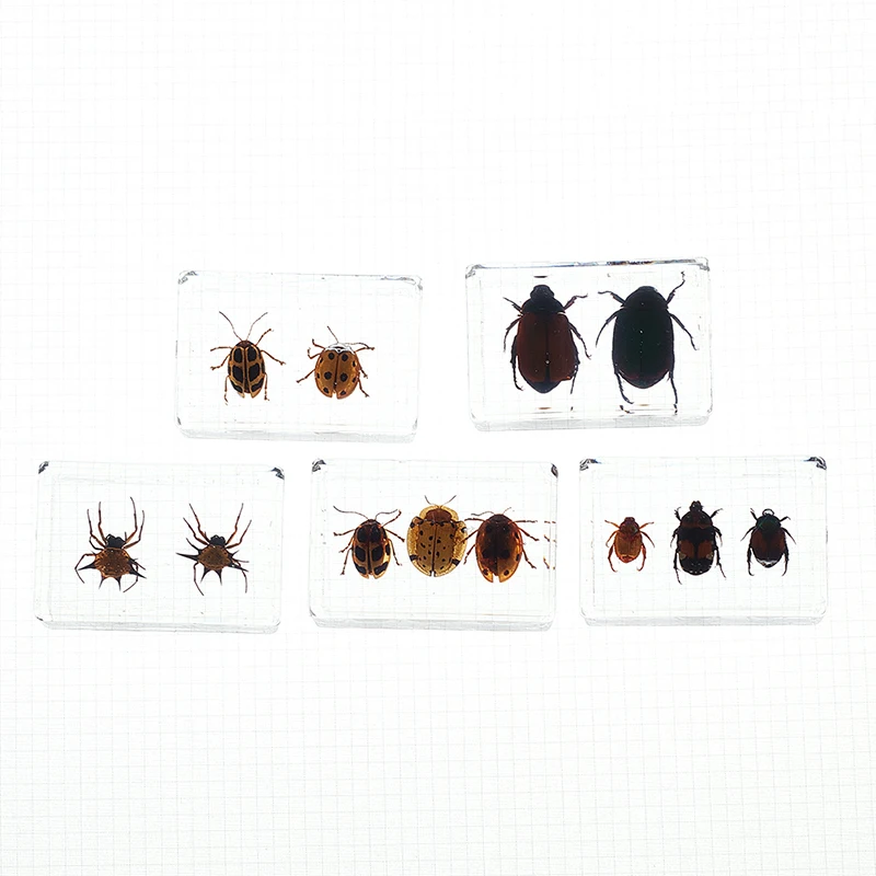 Лидер продаж 1 шт. образец божьей коровки Scarab в прозрачной смоле обучающий
