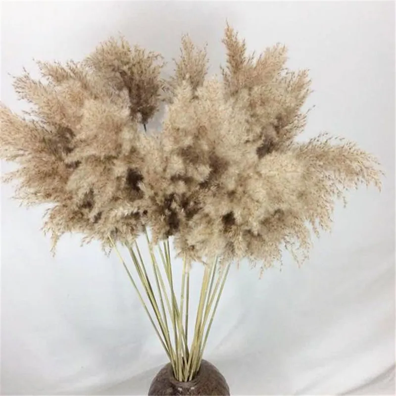 10/20pcs Natural Pampas Grass Real Dried Reed Flowers Bouquet Home Wedding Decoration Table Flowers Decor For Room Christmas 20#