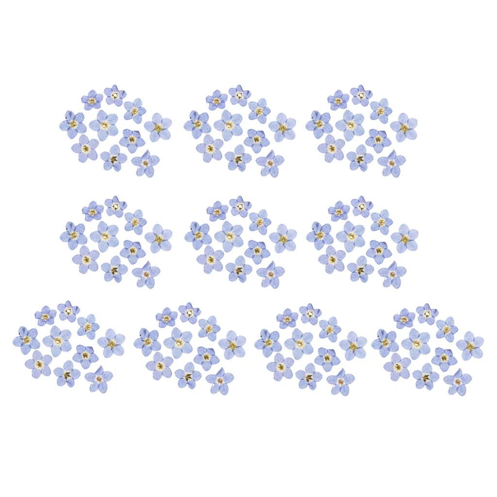 100pcs Natural Dried Flower Real Forget-me-not for Card Making Craft | Artificial Flowers