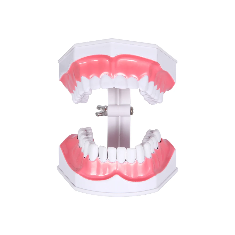 Стоматологическая модель зубов 1: 2 зуба большой школьное оборудование для