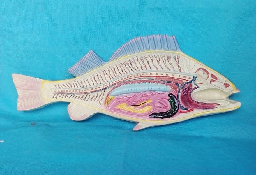 Large Size Fish Anatomical Model Biological Anatomical Model Medical Anatomical Model Medical Teaching Supply School Lab Supply