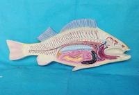 large size fish anatomical model biological anatomical model medical anatomical model medical teaching supply school lab supply