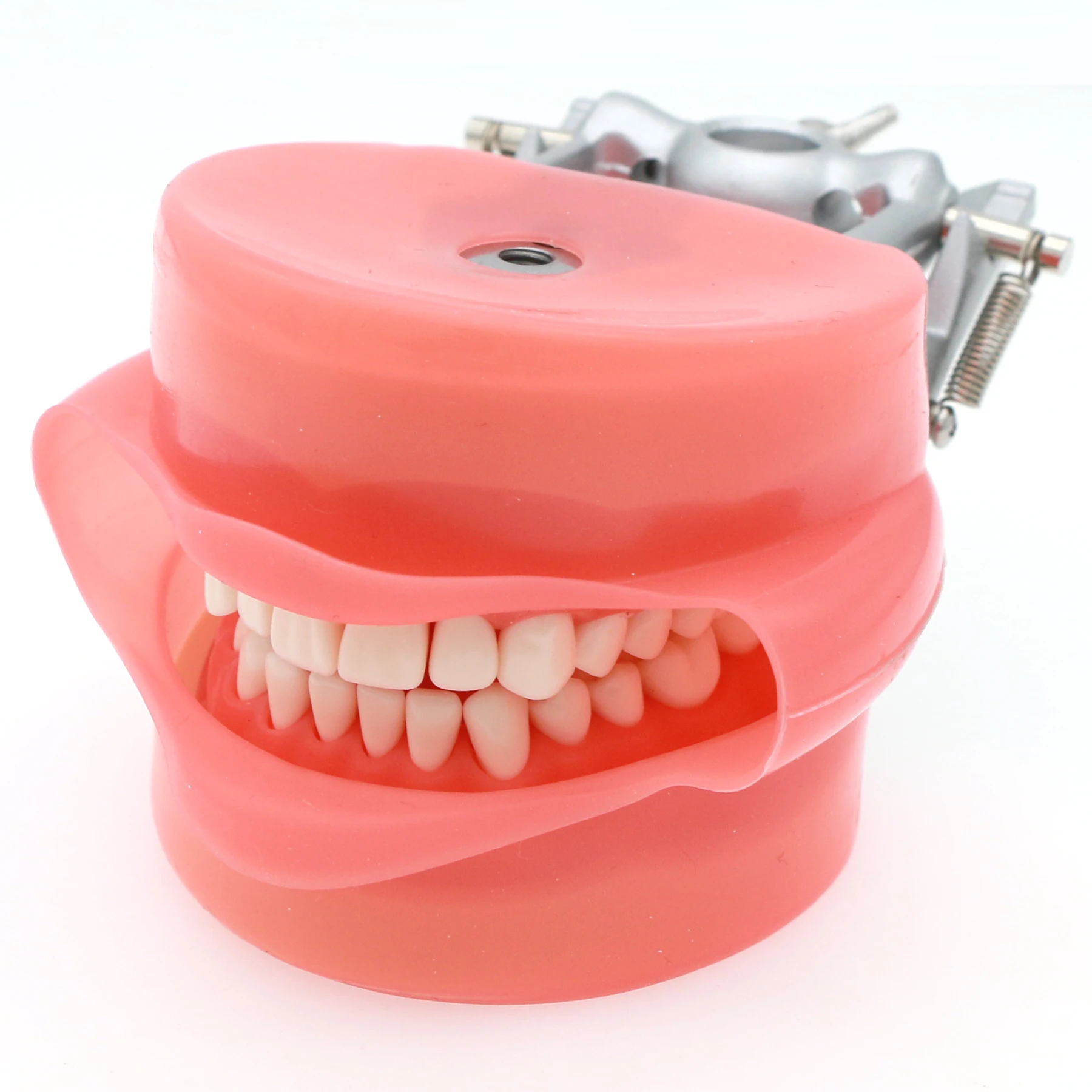 Dental Typodont Model  Compatible With Kilgore Nissin 32 Removable Teeth and Simulation Cheek for Teaching Study
