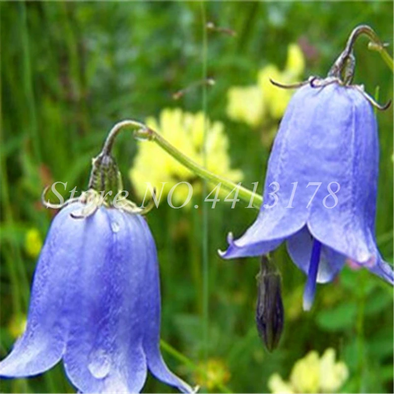 100 шт редкий колокольчик Орхидея Декор искусственные кашпо| |