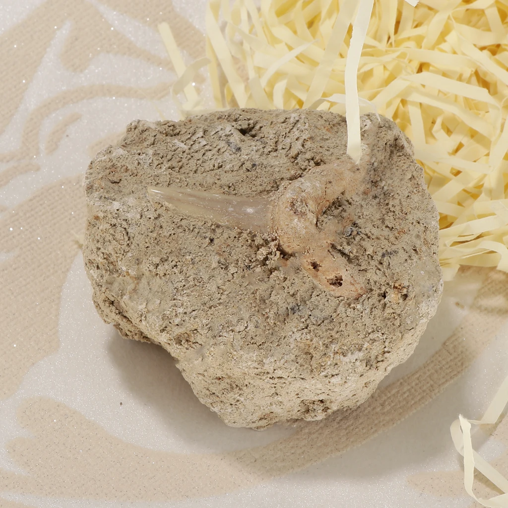 Коллекция минералов Rock образец Зубов Акулы развивающая научная игрушка | Игрушки