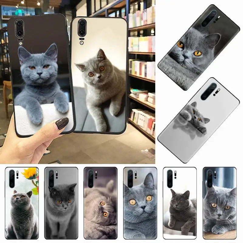 

British Shorthair cat animal Phone Case For Huawei honor Mate P 10 20 30 40 i 9 8 pro x Lite smart 2019 nova 5t