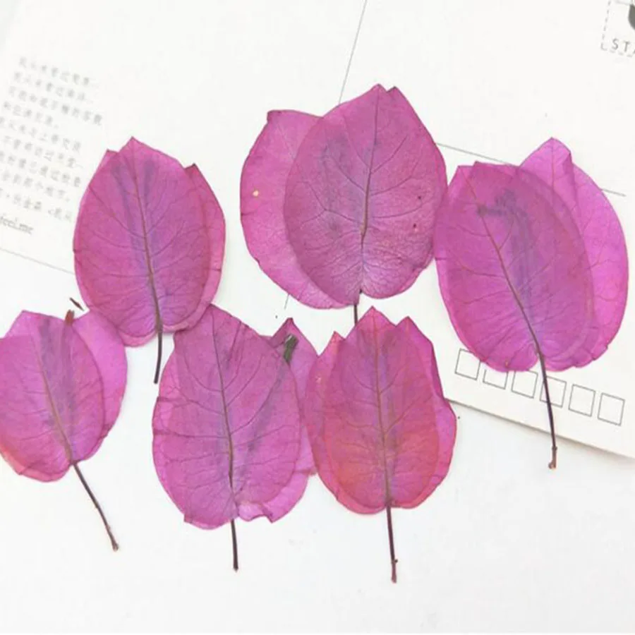 60 шт. прессованные сушеные бугенвиллея Glabra растения гербарий для ювелирных